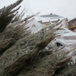 Radio Kielce rozdaje choinki na kieleckim Rynku / Marzena Mąkosa / Radio Kielce