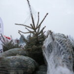 Choinki dla słuchaczy Radia Kielce / Marzena Mąkosa / Radio Kielce