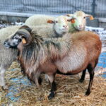 Żywa szopka przy Szkole Podstawowej im. Stefana Żeromskiego w Brynicy / Marzena Mąkosa / Radio Kielce