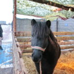 Żywa szopka przy Szkole Podstawowej im. Stefana Żeromskiego w Brynicy / Marzena Mąkosa / Radio Kielce