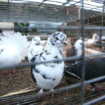 Żywa szopka przy Szkole Podstawowej im. Stefana Żeromskiego w Brynicy / Marzena Mąkosa / Radio Kielce