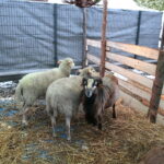 Żywa szopka przy Szkole Podstawowej im. Stefana Żeromskiego w Brynicy / Marzena Mąkosa / Radio Kielce