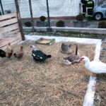 Żywa szopka przy Szkole Podstawowej im. Stefana Żeromskiego w Brynicy / Marzena Mąkosa / Radio Kielce