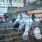 Żywa szopka przy Szkole Podstawowej im. Stefana Żeromskiego w Brynicy / Marzena Mąkosa / Radio Kielce