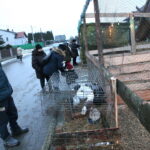 Żywa szopka przy Szkole Podstawowej im. Stefana Żeromskiego w Brynicy / Marzena Mąkosa / Radio Kielce