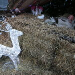 Żywa szopka przy Szkole Podstawowej im. Stefana Żeromskiego w Brynicy / Marzena Mąkosa / Radio Kielce