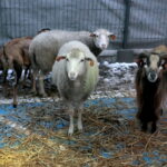 Żywa szopka przy Szkole Podstawowej im. Stefana Żeromskiego w Brynicy / Marzena Mąkosa / Radio Kielce