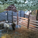 Żywa szopka przy Szkole Podstawowej im. Stefana Żeromskiego w Brynicy / Marzena Mąkosa / Radio Kielce