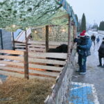 Żywa szopka przy Szkole Podstawowej im. Stefana Żeromskiego w Brynicy / Marzena Mąkosa / Radio Kielce