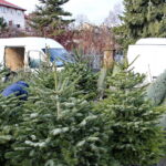 Drzewka świąteczne na kieleckim bazarze / Marzena Mąkosa / Radio Kielce