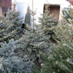 Drzewka świąteczne na kieleckim bazarze / Marzena Mąkosa / Radio Kielce