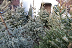 Drzewka świąteczne na kieleckim bazarze / Marzena Mąkosa / Radio Kielce