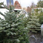 Drzewka świąteczne na kieleckim bazarze / Marzena Mąkosa / Radio Kielce