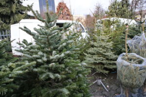 Drzewka świąteczne na kieleckim bazarze / Marzena Mąkosa / Radio Kielce