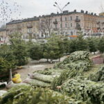 Drzewka świąteczne na Placu Wolności / Marzena Mąkosa / Radio Kielce