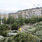 Drzewka świąteczne na Placu Wolności / Marzena Mąkosa / Radio Kielce