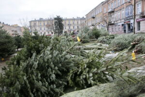 Drzewka świąteczne na Placu Wolności / Marzena Mąkosa / Radio Kielce
