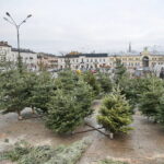 Drzewka świąteczne na Placu Wolności / Marzena Mąkosa / Radio Kielce