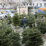 Drzewka świąteczne na Placu Wolności / Marzena Mąkosa / Radio Kielce