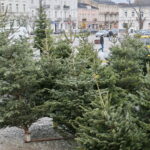 Drzewka świąteczne na Placu Wolności / Marzena Mąkosa / Radio Kielce