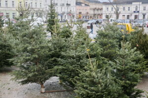 Drzewka świąteczne na Placu Wolności / Marzena Mąkosa / Radio Kielce
