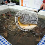 Karpie / Marzena Mąkosa / Radio Kielce