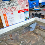 Karpie / Marzena Mąkosa / Radio Kielce