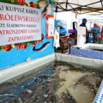 Karpie / Marzena Mąkosa / Radio Kielce