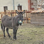 Żywa szopka w Klasztorze Franciszkanów / Marzena Mąkosa / Radio Kielce