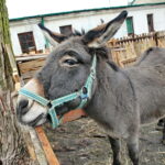 Żywa szopka w Klasztorze Franciszkanów / Marzena Mąkosa / Radio Kielce