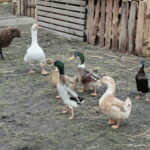 Żywa szopka w Klasztorze Franciszkanów / Marzena Mąkosa / Radio Kielce