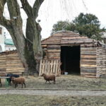 Żywa szopka w Klasztorze Franciszkanów / Marzena Mąkosa / Radio Kielce