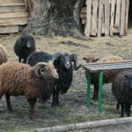 Żywa szopka w Klasztorze Franciszkanów / Marzena Mąkosa / Radio Kielce