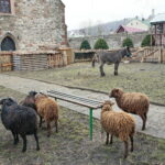 Żywa szopka w Klasztorze Franciszkanów / Marzena Mąkosa / Radio Kielce