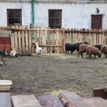 Żywa szopka w Klasztorze Franciszkanów / Marzena Mąkosa / Radio Kielce