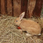 Żywa szopka w Klasztorze Franciszkanów / Marzena Mąkosa / Radio Kielce