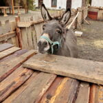 Żywa szopka w Klasztorze Franciszkanów / Marzena Mąkosa / Radio Kielce