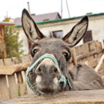 Żywa szopka w Klasztorze Franciszkanów / Marzena Mąkosa / Radio Kielce