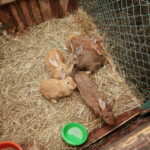 Żywa szopka w Klasztorze Franciszkanów / Marzena Mąkosa / Radio Kielce