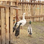 Żywa szopka w Klasztorze Franciszkanów / Marzena Mąkosa / Radio Kielce