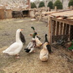 Żywa szopka w Klasztorze Franciszkanów / Marzena Mąkosa / Radio Kielce