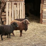 Żywa szopka w Klasztorze Franciszkanów / Marzena Mąkosa / Radio Kielce