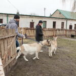 Żywa szopka w Klasztorze Franciszkanów / Marzena Mąkosa / Radio Kielce