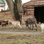 Żywa szopka w Klasztorze Franciszkanów / Marzena Mąkosa / Radio Kielce