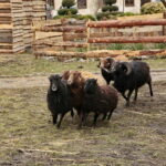 Żywa szopka w Klasztorze Franciszkanów / Marzena Mąkosa / Radio Kielce