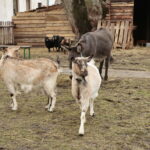 Żywa szopka w Klasztorze Franciszkanów / Marzena Mąkosa / Radio Kielce