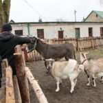 Żywa szopka w Klasztorze Franciszkanów / Marzena Mąkosa / Radio Kielce