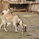 Żywa szopka w Klasztorze Franciszkanów / Marzena Mąkosa / Radio Kielce