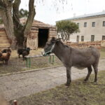 Żywa szopka w Klasztorze Franciszkanów / Marzena Mąkosa / Radio Kielce