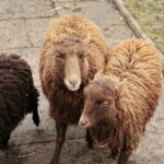 Żywa szopka w Klasztorze Franciszkanów / Marzena Mąkosa / Radio Kielce